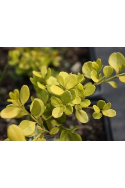 Листя жимолості Golden Glow крупним планом